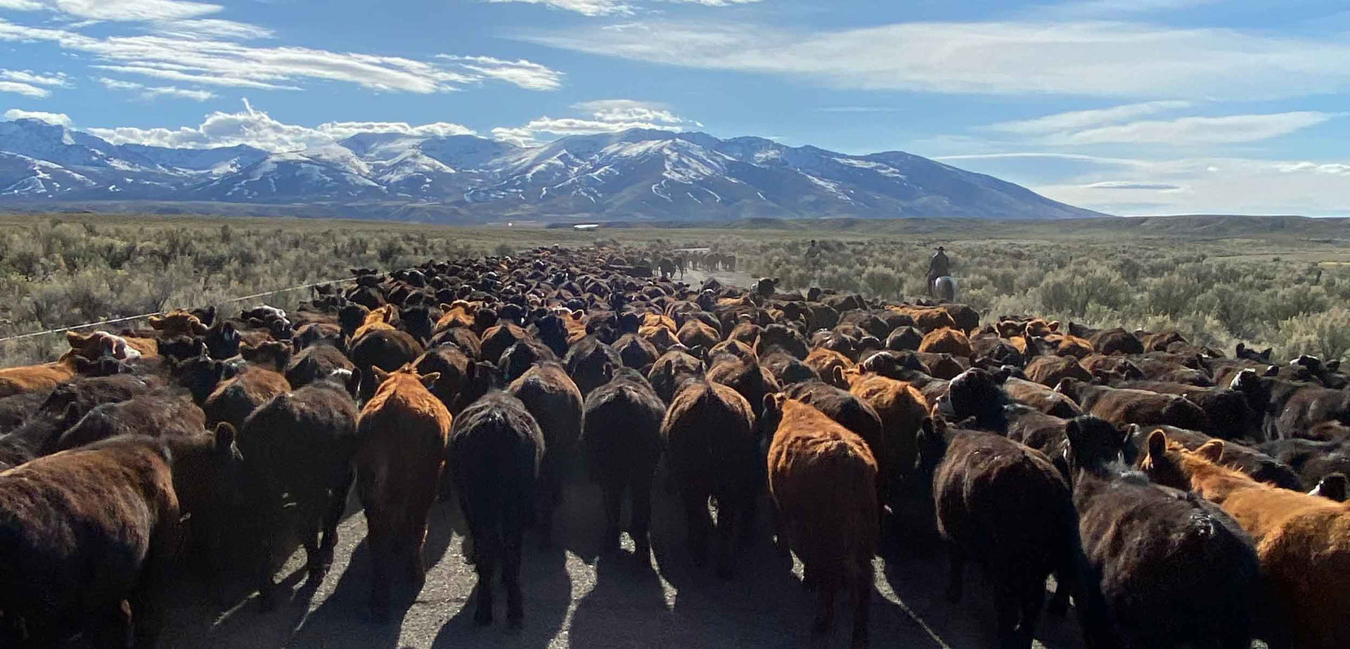 ranch to table hero image of cattle and mountains